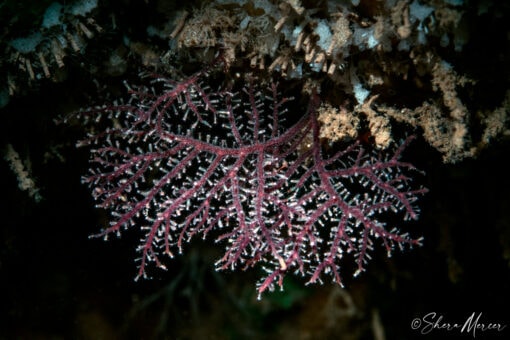 sea fan hydroid in hawaii