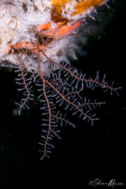 sea fan hydroid vertical