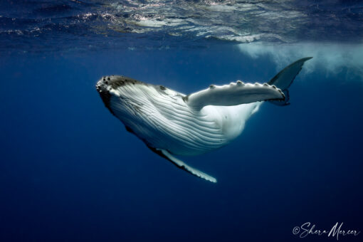 Baby humpback whale playing