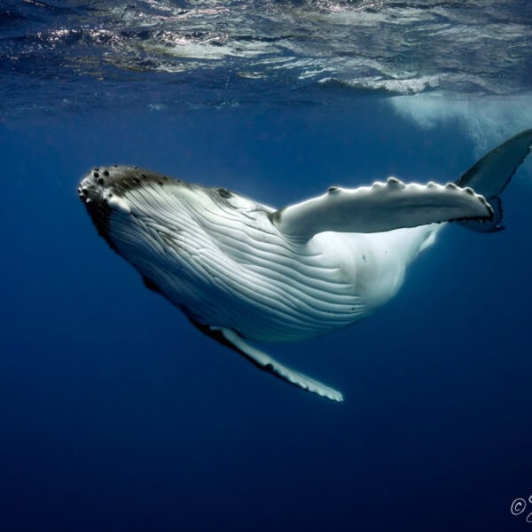 Baby humpback whale playing