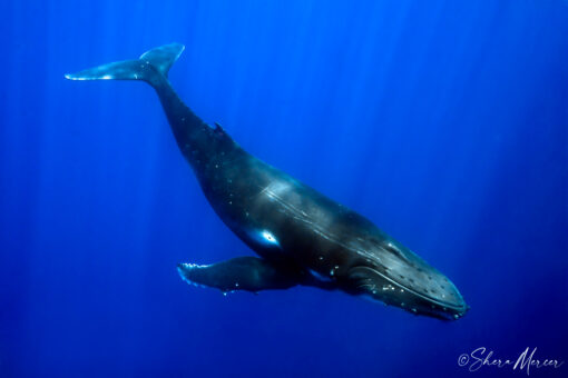 young humpback whale swimming down